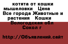 котята от кошки мышеловки › Цена ­ 10 - Все города Животные и растения » Кошки   . Вологодская обл.,Сокол г.